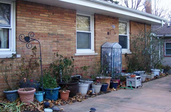 Winter roses photo 2013_11230001_zps264b201b.jpg